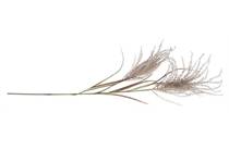 Coco Maison Pampas Grass Spray H134cm 